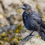Northwestern Crow